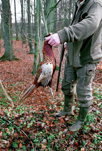 The Hunter with his pheasant  - a shot from a danish forest