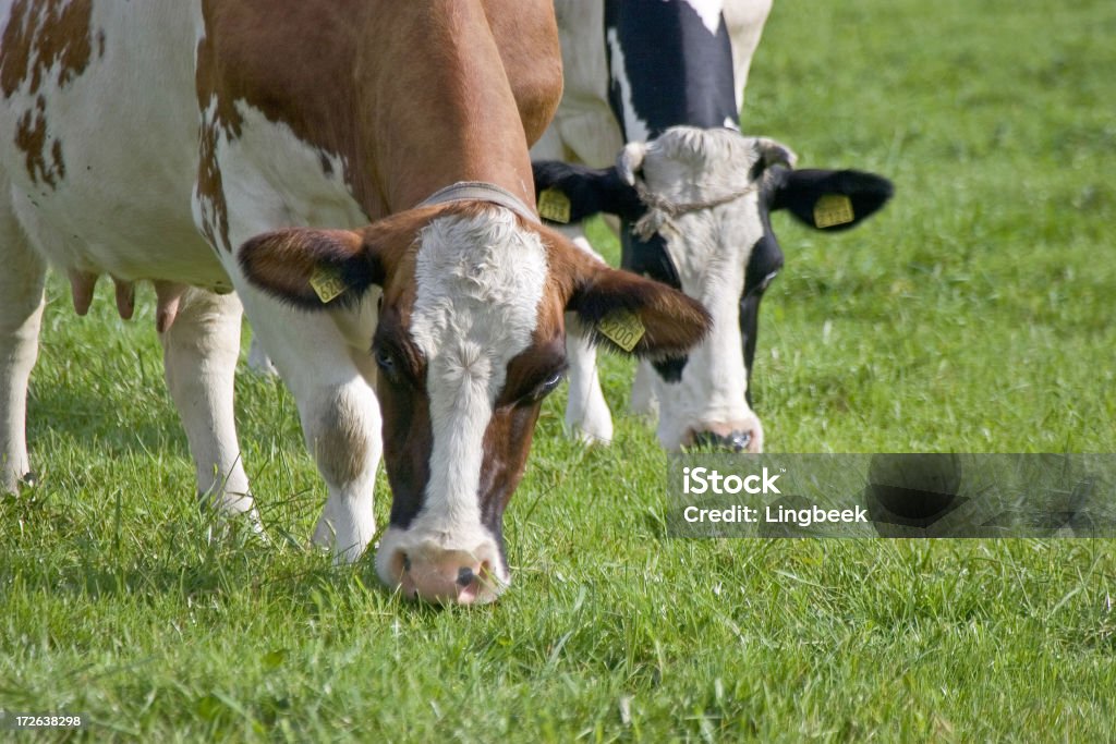 Dutch Kühe - Lizenzfrei Agrarbetrieb Stock-Foto