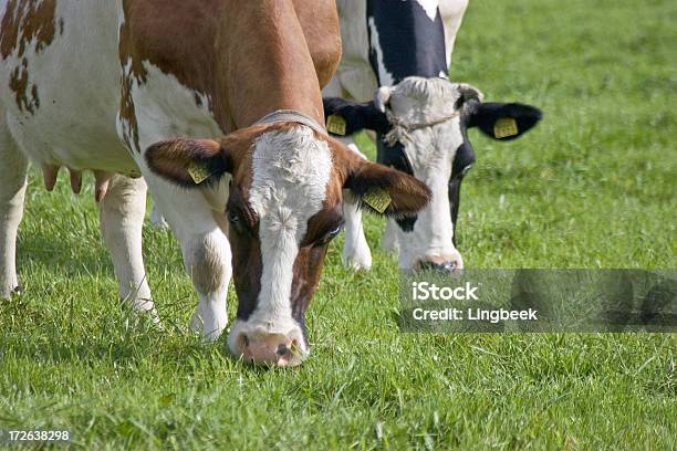 Dutch Kühe Stockfoto und mehr Bilder von Agrarbetrieb - Agrarbetrieb, Europa - Kontinent, Europäische Kultur
