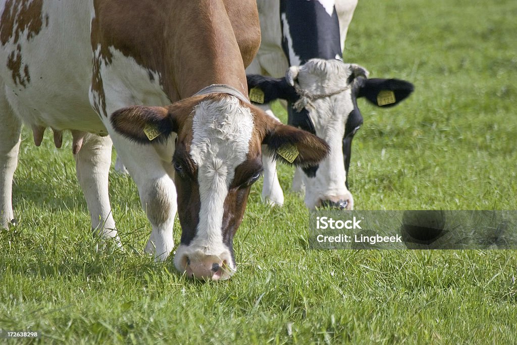 Holandés de vacas - Foto de stock de Agricultura libre de derechos