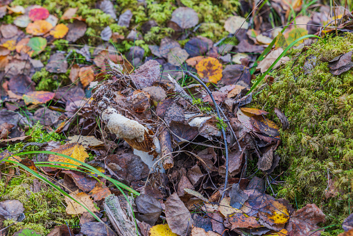 Close-up view of large mushroom growing under leaves in autumn forest.