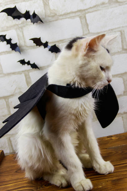 istock Beautiful cat wearing in Halloween bat costume 1726383667