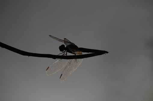 A   Large metallic damselfly with fluttering, butterfly-like wings resting in foliage