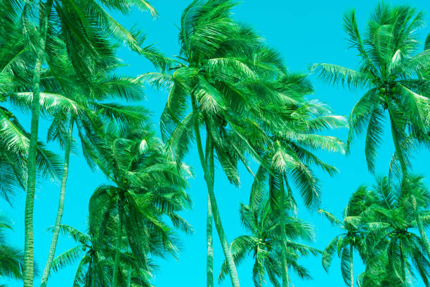 istock Coconut palms swaying in strong breeze in retro or 1960's tones. 1726383731