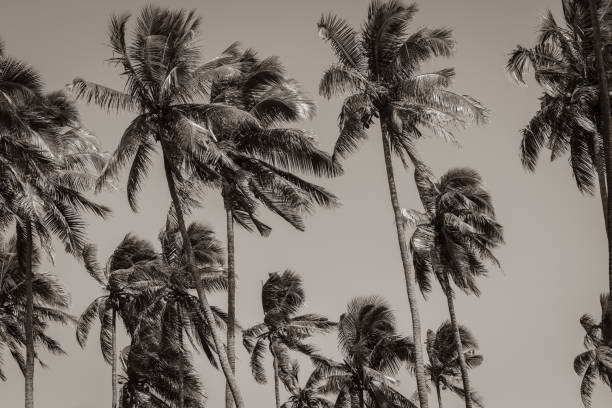 istock Coconut palms swaying in strong breeze 1726383750