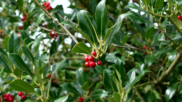 Colorful red autumn berries of Ilex aquifolium with winter green foliage. Christmas Holly