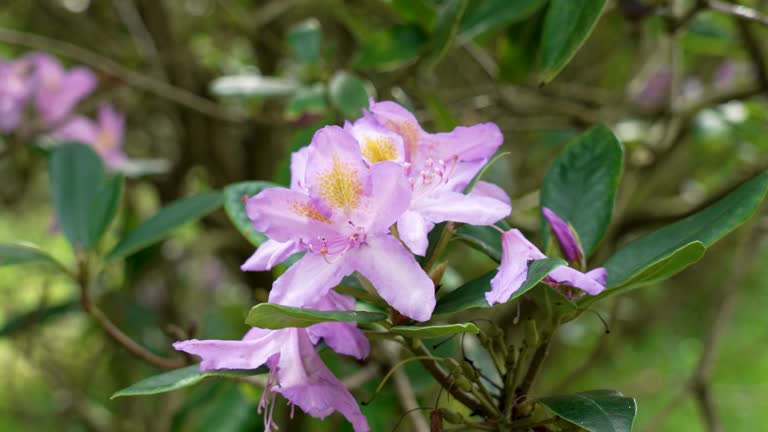 Rhododendron catawbiense purple flower in bloom close up