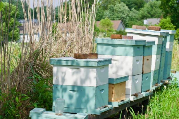 istock honey bee at the beehive 1726383926
