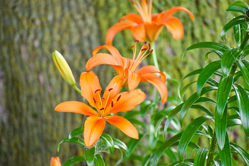 tiger lily blooming in the spring