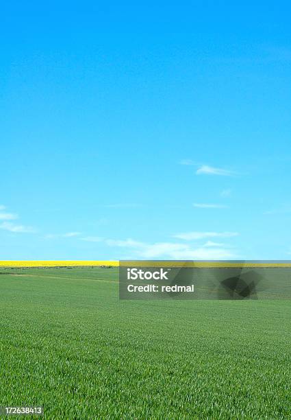 Fita De Ouro - Fotografias de stock e mais imagens de Agricultura - Agricultura, Amarelo, Azul