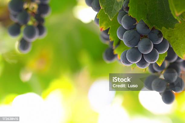 Vino Uvas Y Vid Frutas Foto de stock y más banco de imágenes de Agricultura - Agricultura, Colección, Colgar