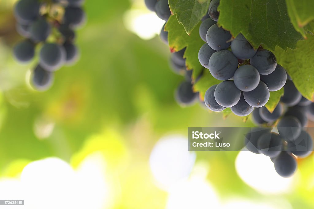 Vinho, uvas, videira e frutas - Foto de stock de Agricultura royalty-free