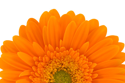 Close-up of gerbera daisy isolated on white.