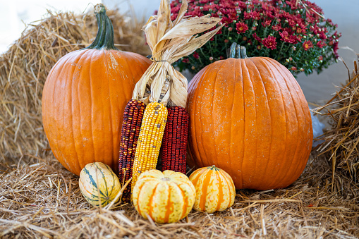 Large pumpkins on bales of hay