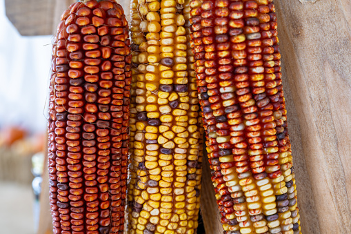 Dried Corn on the cob in a country store.