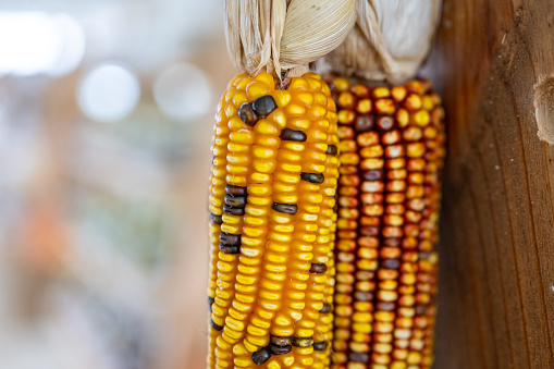 Dried Corn on the cob in a country store.