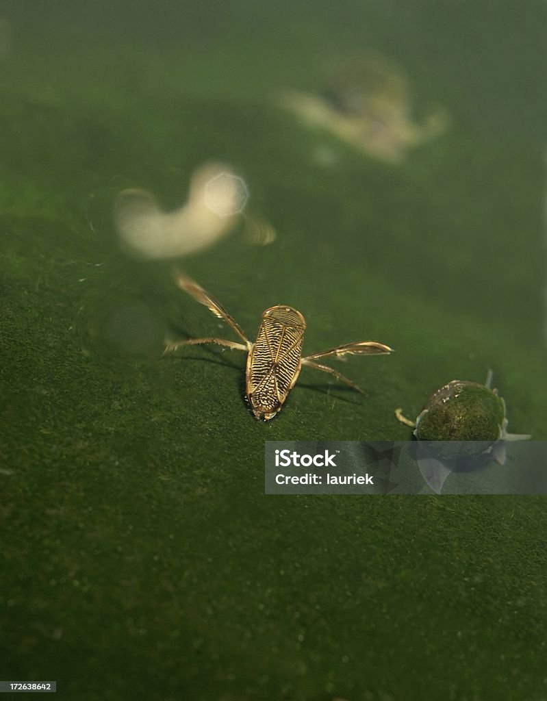Water Boatman Stock Photo - Download Image Now - Water, Insect, Pond -  iStock