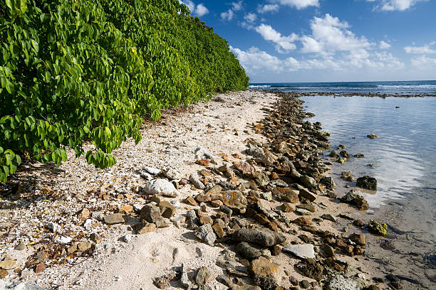 árvores manchineel em cades bay - cades imagens e fotografias de stock