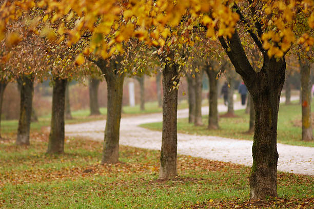 istock Autumn Walk in Nature 172638694