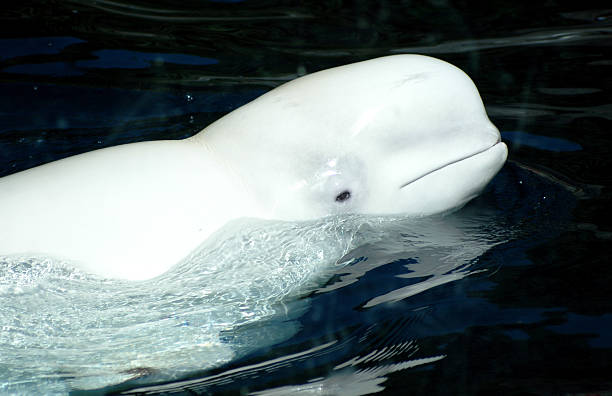 Beluga whale stock photo