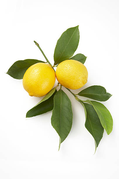 istock Lemons with leaves on white background 172638731
