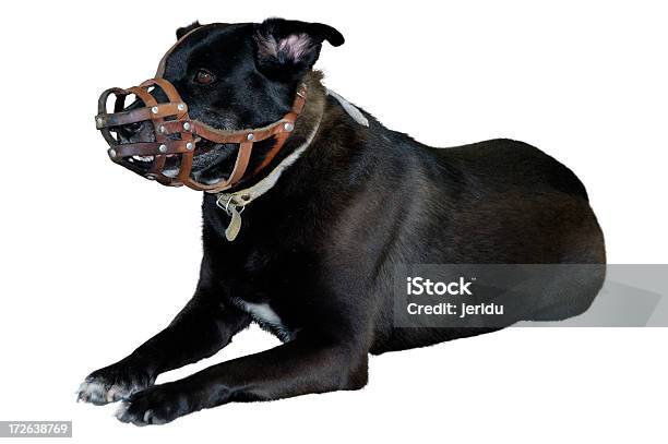 Яркая Собака — стоковые фотографии и другие картинки Безопасность - Безопасность, Горизонтальный, Животное