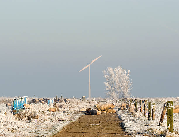 ovelhas no inverno dos polders com turbina eólica - polder windmill space landscape imagens e fotografias de stock