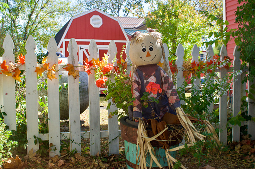 A scarecrow stands tall in a sunflower forest.