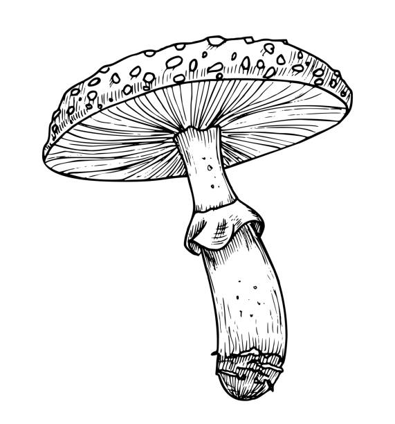 istock Drawing of Fly Agaric. Hand drawn vector illustration of forest psychedelic Mushroom in linear file. Sketch of magic fungus painted in by black and white colors. Sketch of woodland plant for icon 1726391787