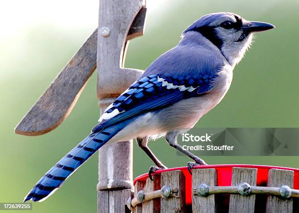 Bluejay Foto de stock y más banco de imágenes de Aislado - Aislado, Alimentador de pájaros, Alimentar