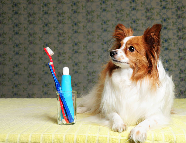 Dog Dental Care Time