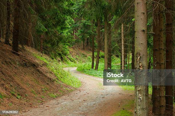 Caminho De Floresta - Fotografias de stock e mais imagens de Abeto - Abeto, Ao Ar Livre, Aventura