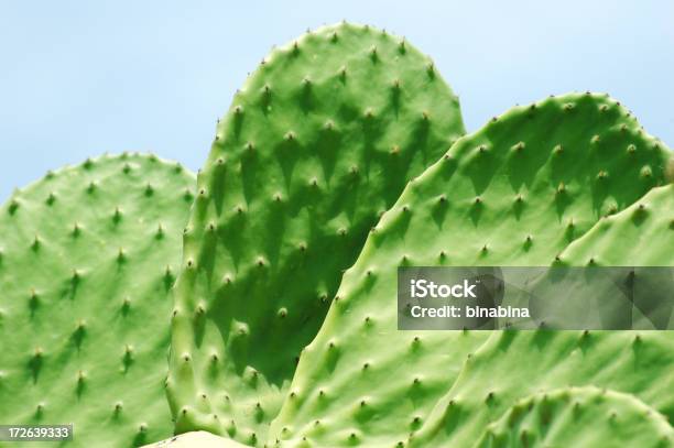 Foto de Fã De Cacto e mais fotos de stock de Cacto Nopal - Cacto Nopal, Figo-da-Índia, Arizona