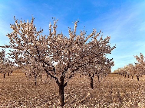 Spring blossoms on fruit trees