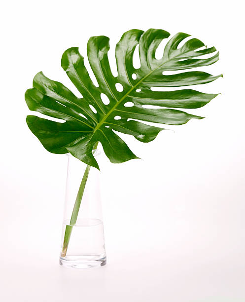 istock Floral-Green Tropical Leaf 172639514
