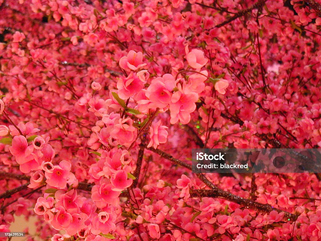 Peonía rosa - Foto de stock de Abierto libre de derechos