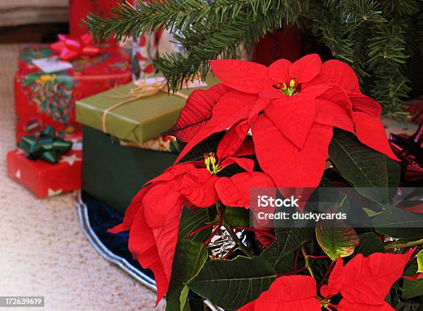 Christmas Poinsecja W Tree Prezenty - zdjęcia stockowe i więcej obrazów Poinsecja - Poinsecja, Choinka, Drzewo