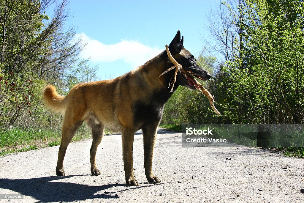 犬、スティック - ベルギーのロイヤリティフリーストックフォト