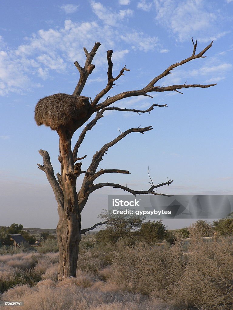 Gesellige Weaver's nest - Lizenzfrei Afrika Stock-Foto