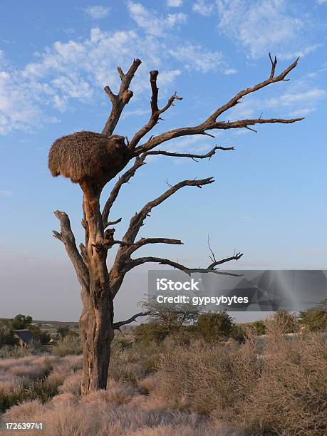 Gesellige Weavers Nest Stockfoto und mehr Bilder von Afrika - Afrika, Ast - Pflanzenbestandteil, Baum