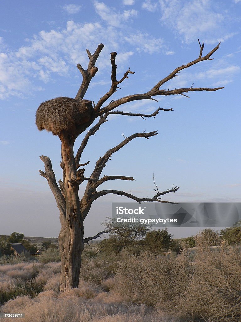 Socievole Weaver s nest - Foto stock royalty-free di Africa