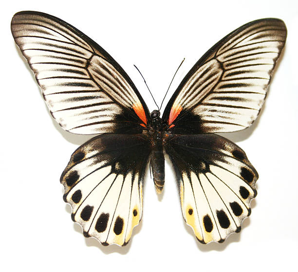 Butterfly Shallow DOF specimen holder stock pictures, royalty-free photos & images
