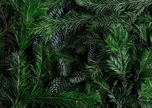 istock Christmas Background from Fir Branches. 1726398257