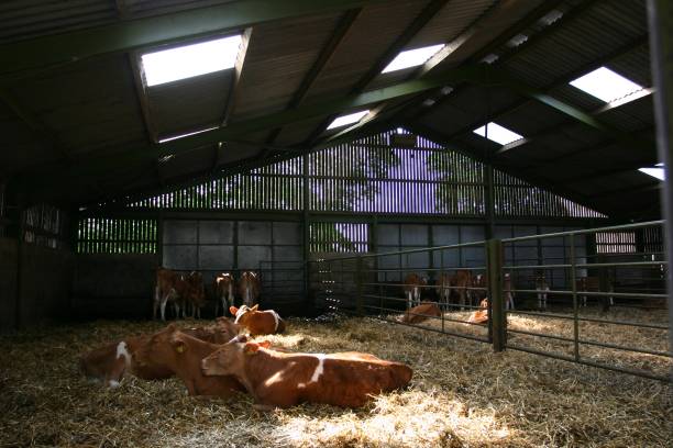 istock dairy cows in shed, english farming 172639850