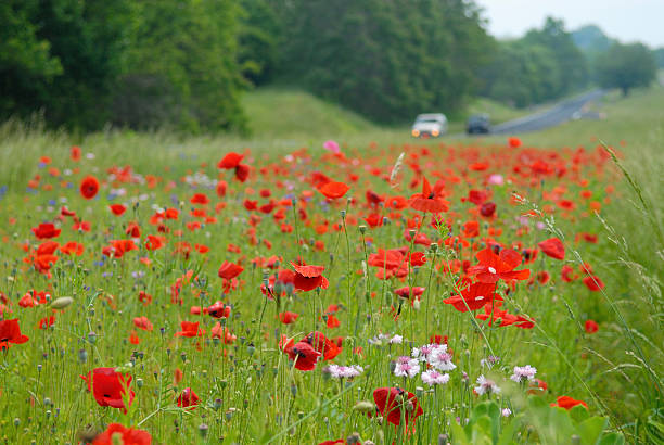 istock WIld Flowers by Roadway 172639923