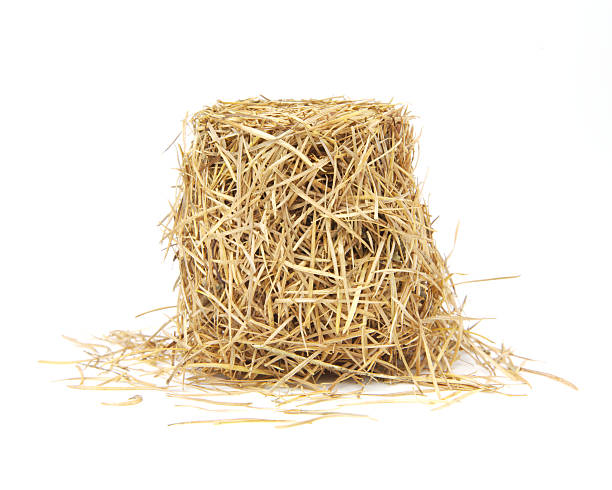 istock Pile of larch needles 172639957