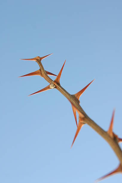 Thorns stock photo