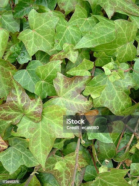 Ivy League Background Stock Photo - Download Image Now - Backgrounds, Brick Wall, Close To