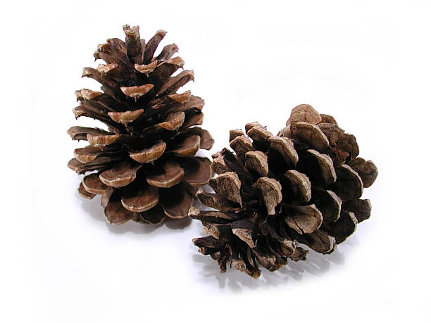 Evergreen Pinecones stock photo