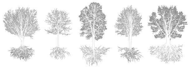 satz von konturbäumen mit wurzeln. schöne laubabwerfende kahle bäume. vektor-illustration - poplar tree aspen tree tree winter stock-grafiken, -clipart, -cartoons und -symbole
